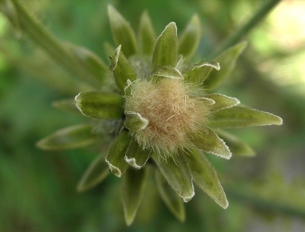 Picris hieracioides (door Bert Verbruggen)