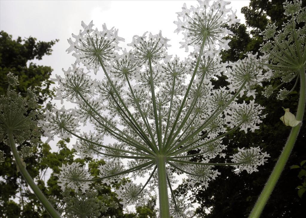 Heracleum mantegazzianum (door Bert Verbruggen)