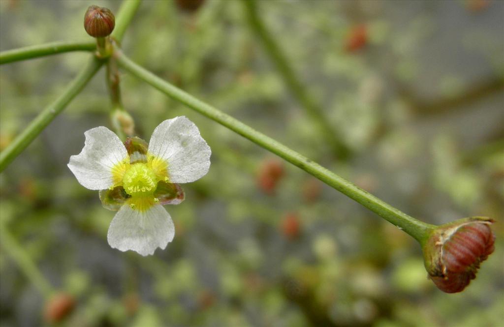 Alisma gramineum (door Bert Verbruggen)