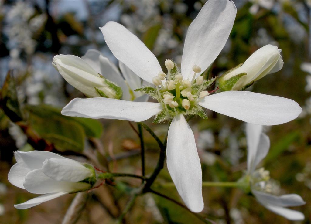 Amelanchier lamarckii (door Bert Verbruggen)