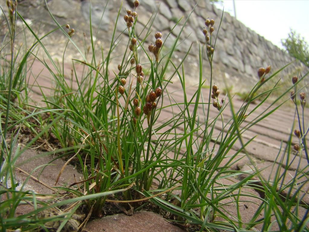 Juncus compressus (door Joop Verburg)