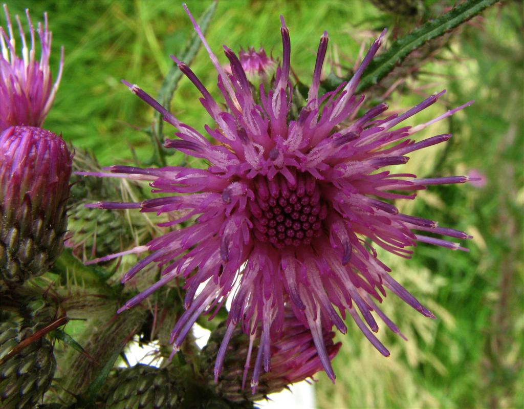 Cirsium palustre (door Bert Verbruggen)