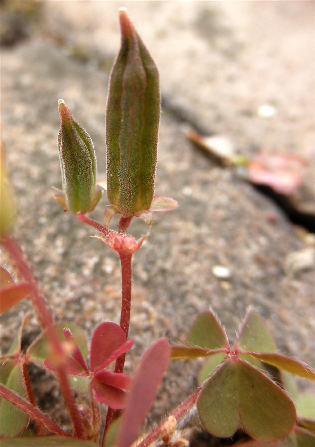 Oxalis corniculata (door Bert Verbruggen)