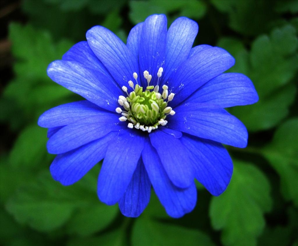 Anemone apennina (door Bert Verbruggen)