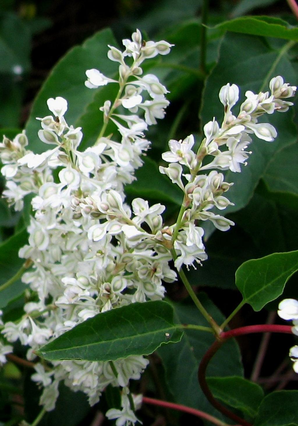 Fallopia baldschuanica (door Bert Verbruggen)