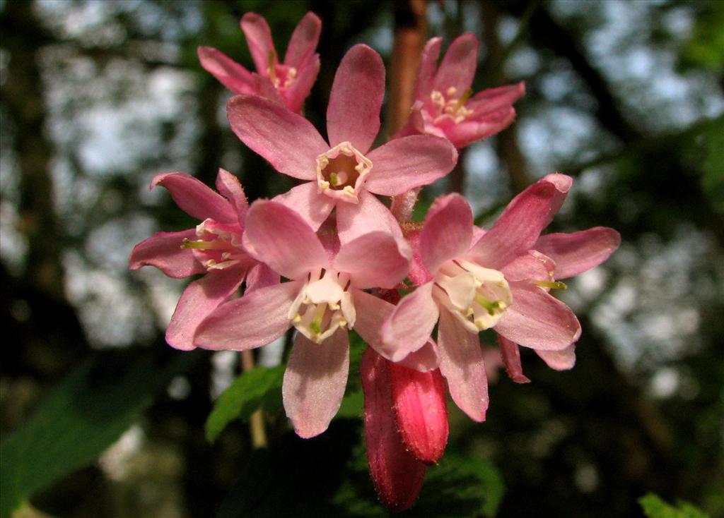 Ribes sanguineum (door Bert Verbruggen)