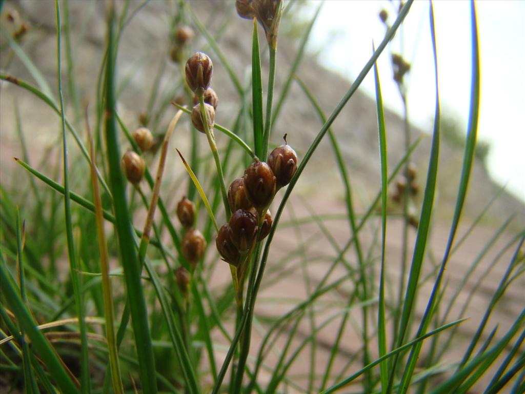 Juncus compressus (door Joop Verburg)