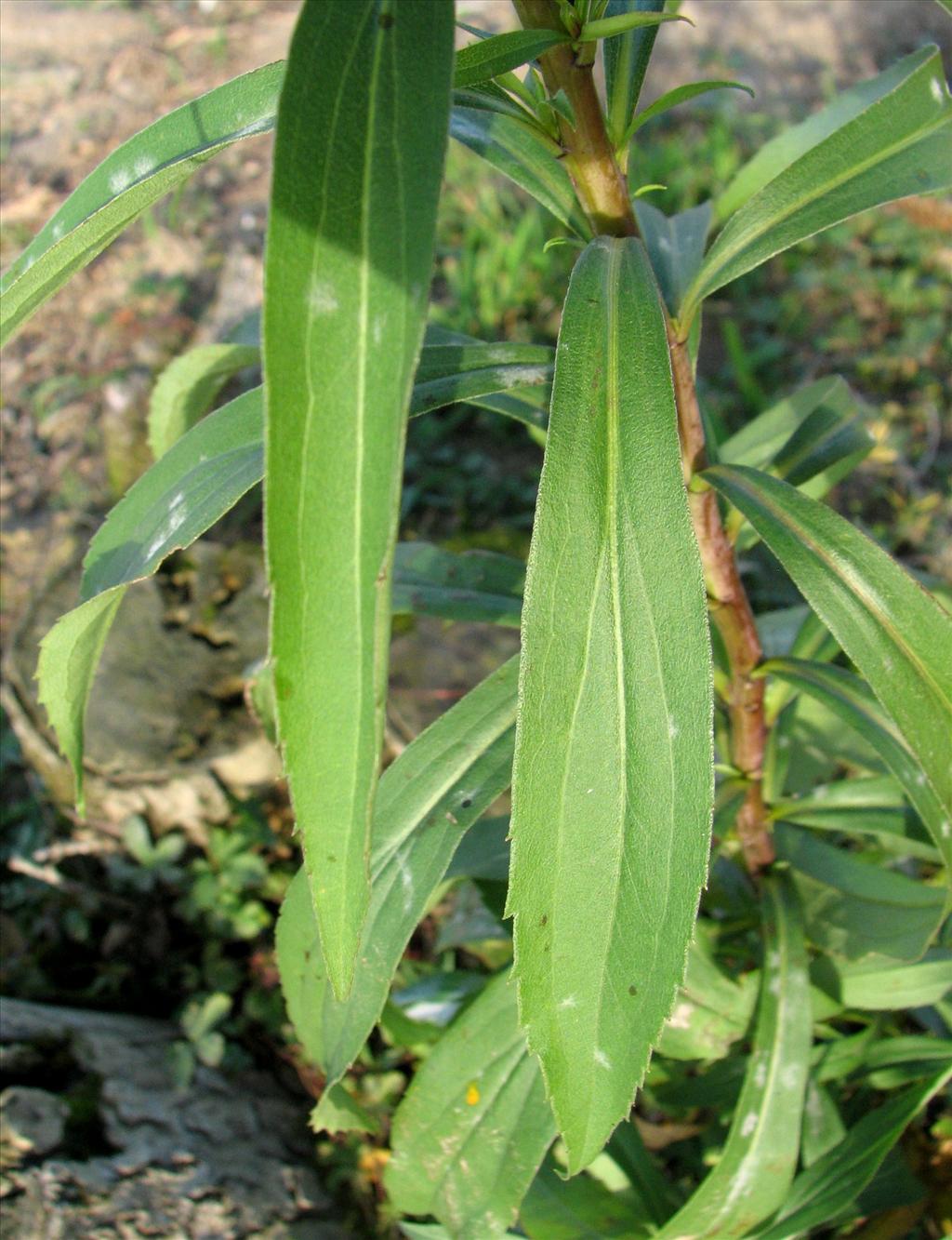 Solidago gigantea (door Bert Verbruggen)