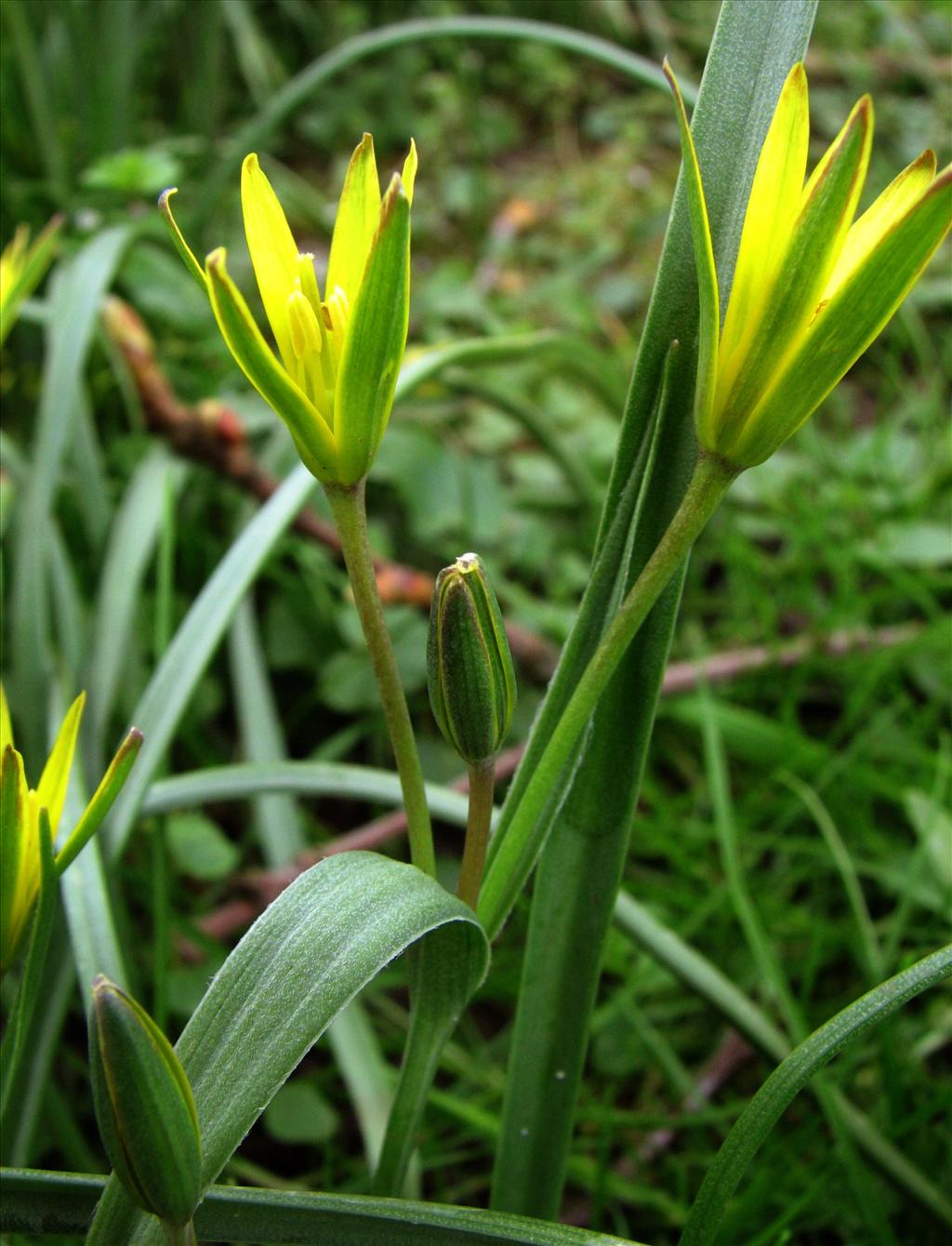 Gagea pratensis (door Bert Verbruggen)