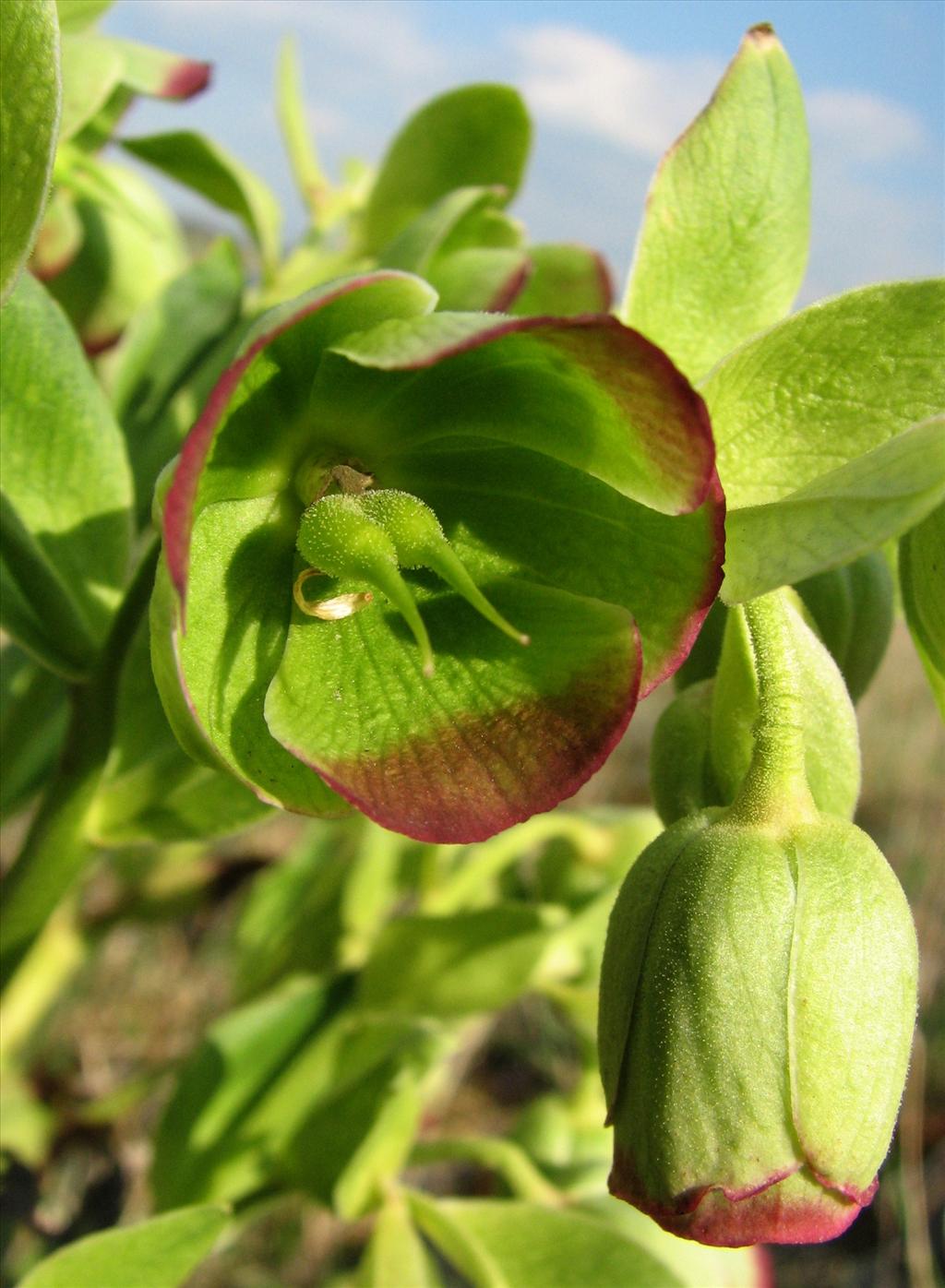 Helleborus foetidus (door Bert Verbruggen)