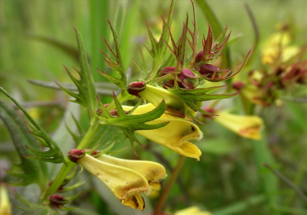 Melampyrum pratense (door Bert Verbruggen)