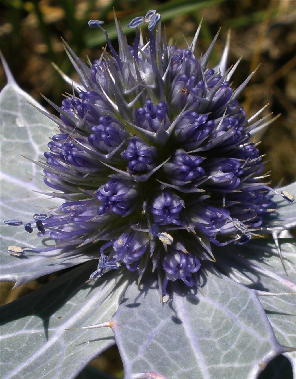 Eryngium maritimum (door Bert Verbruggen)