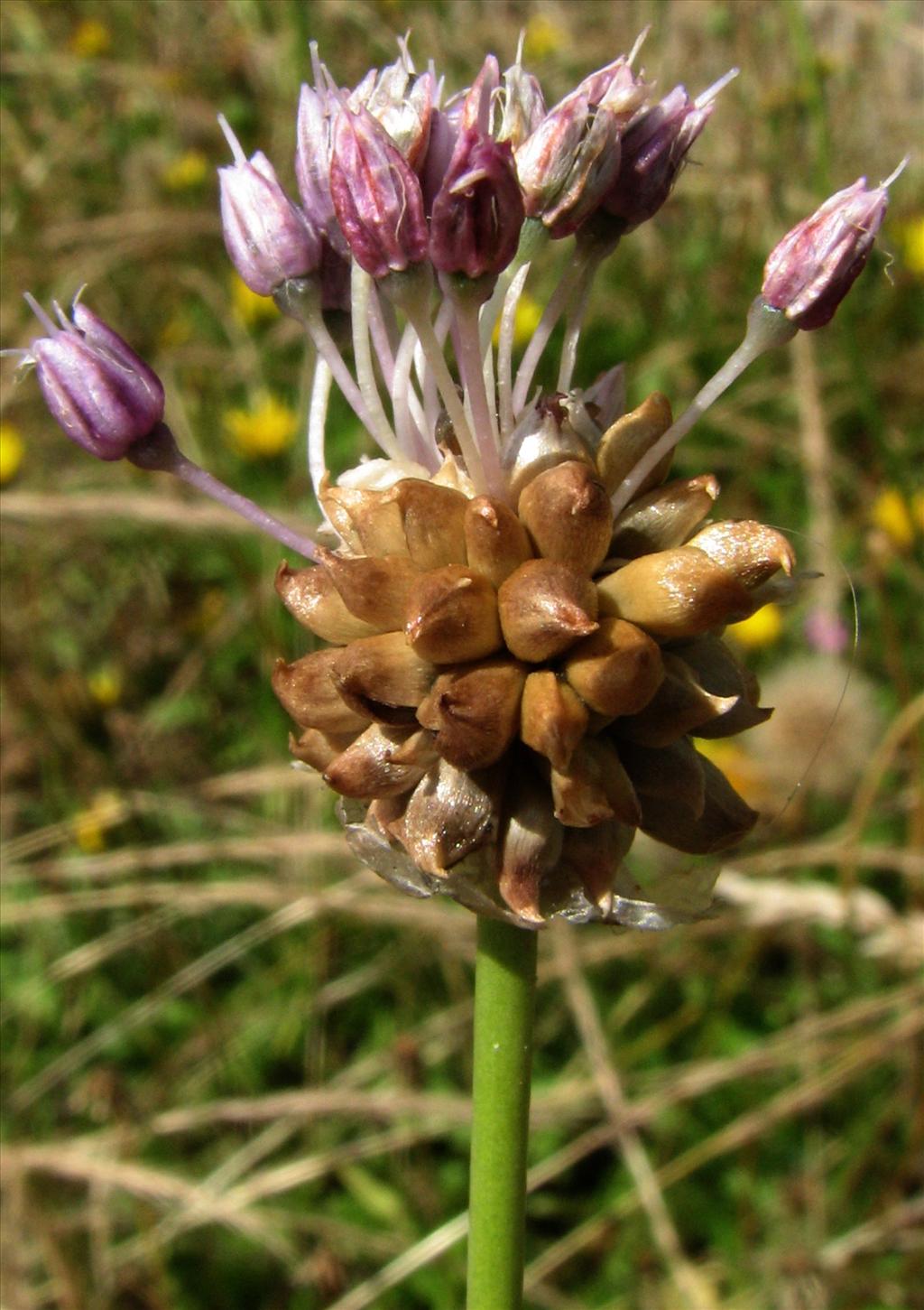 Allium vineale (door Bert Verbruggen)