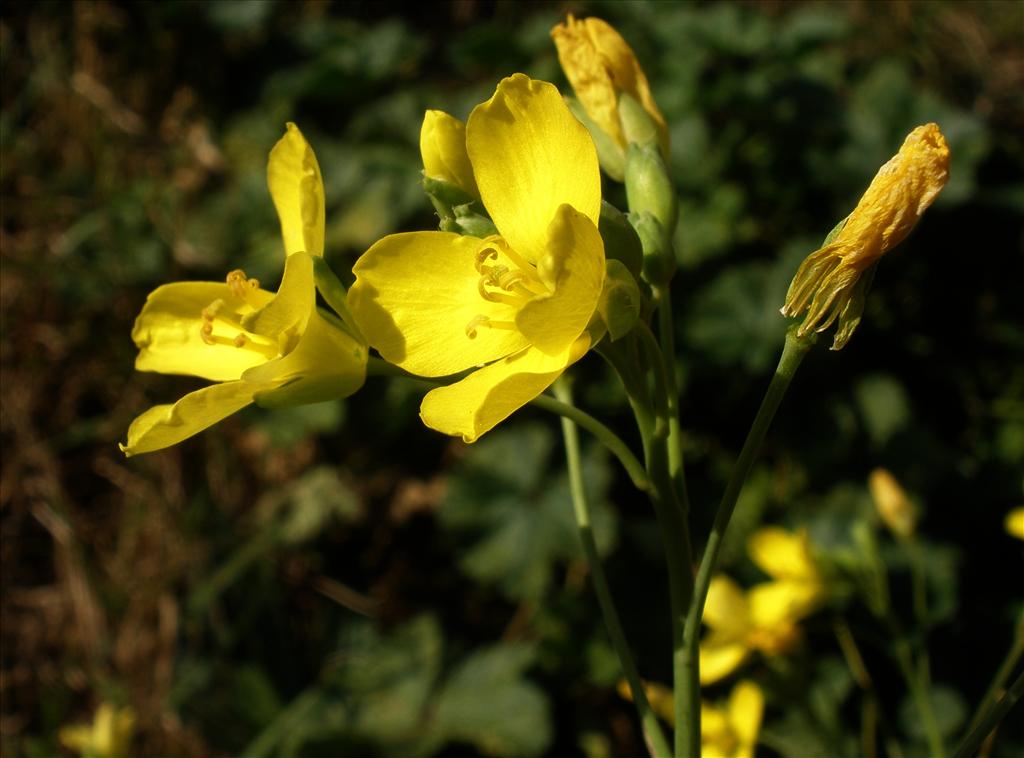 Diplotaxis tenuifolia (door Bert Verbruggen)