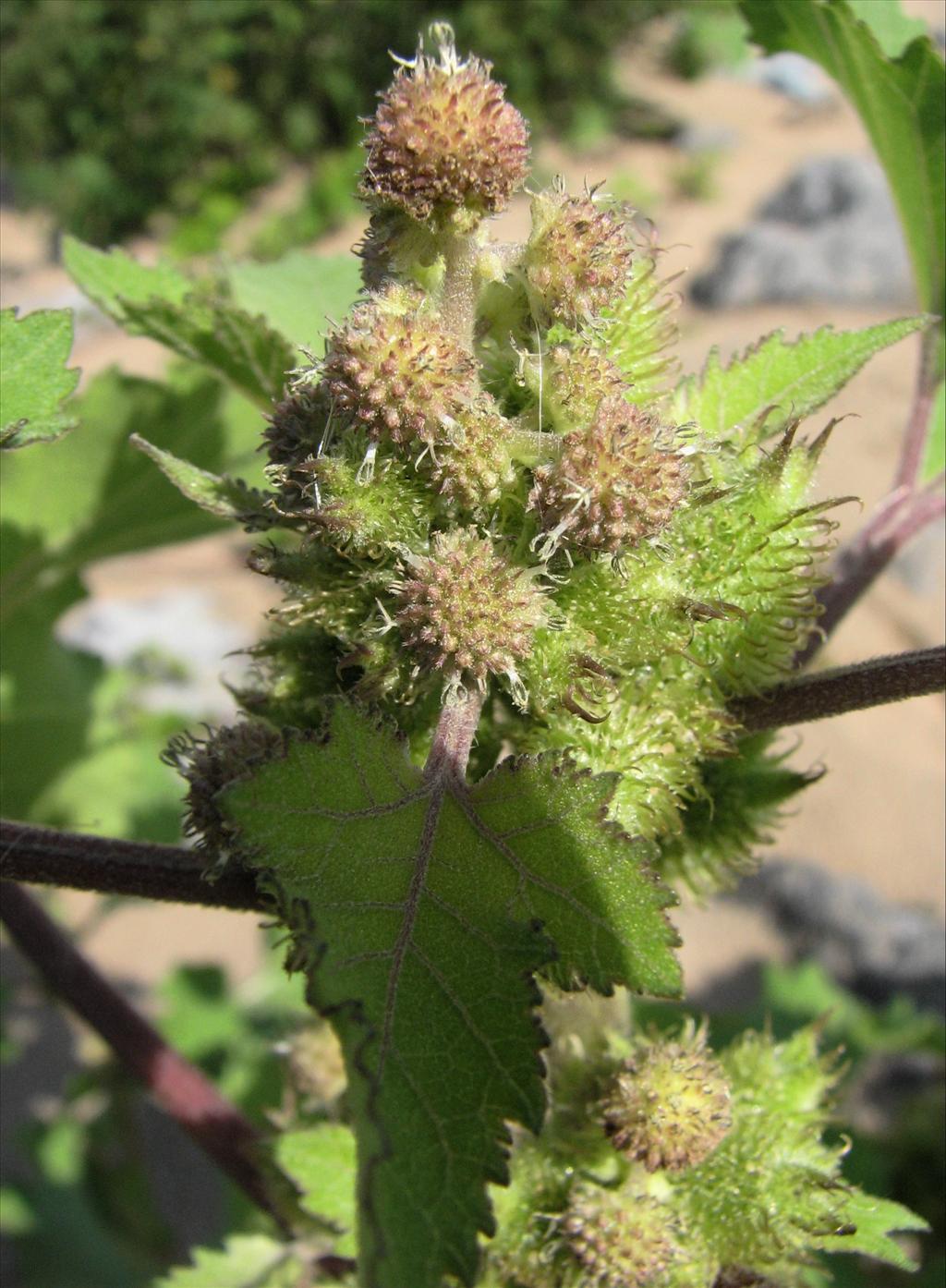 Xanthium orientale/strumarium (door Bert Verbruggen)