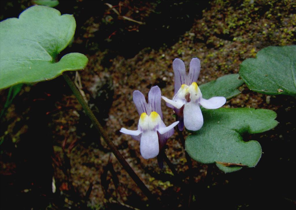 Cymbalaria muralis (door Bert Verbruggen)