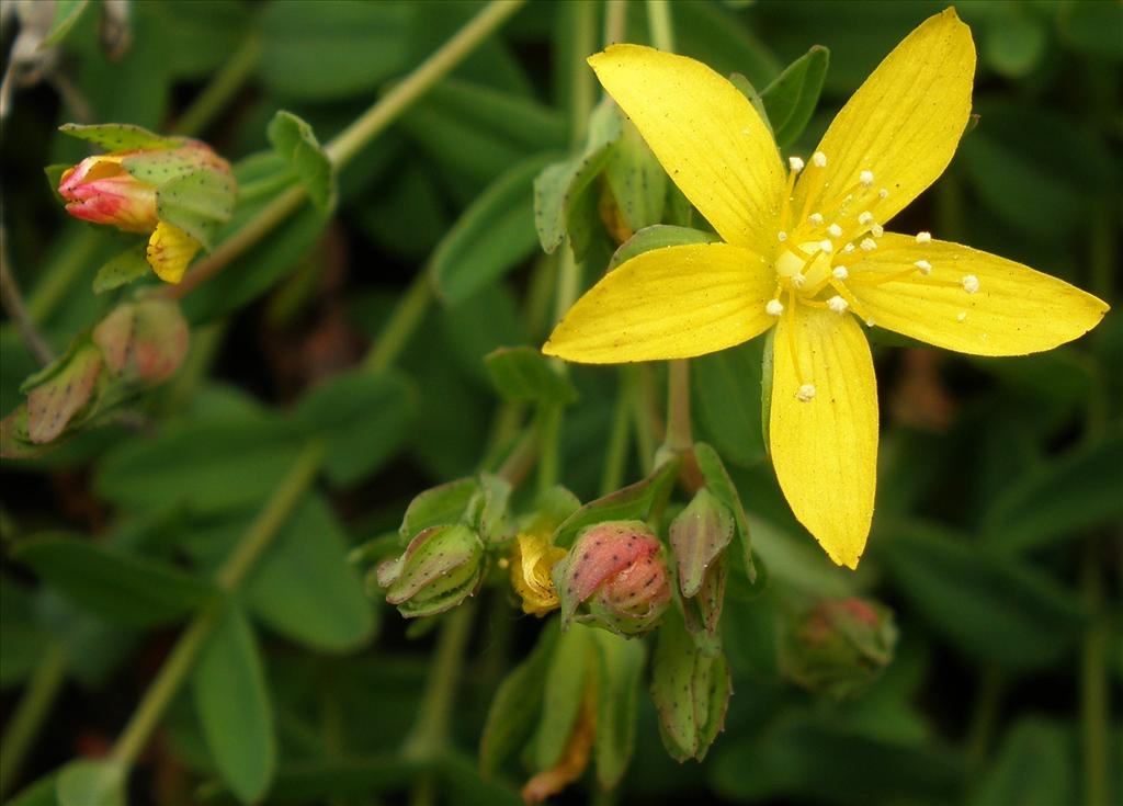 Hypericum humifusum (door Bert Verbruggen)