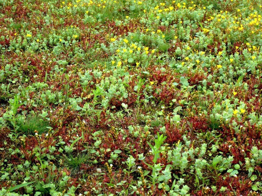 Hypericum majus (door Joke Schaminée-Sluis)