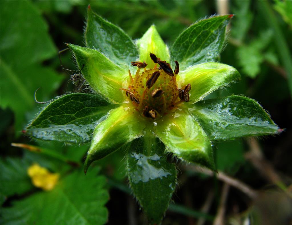 Potentilla reptans (door Bert Verbruggen)