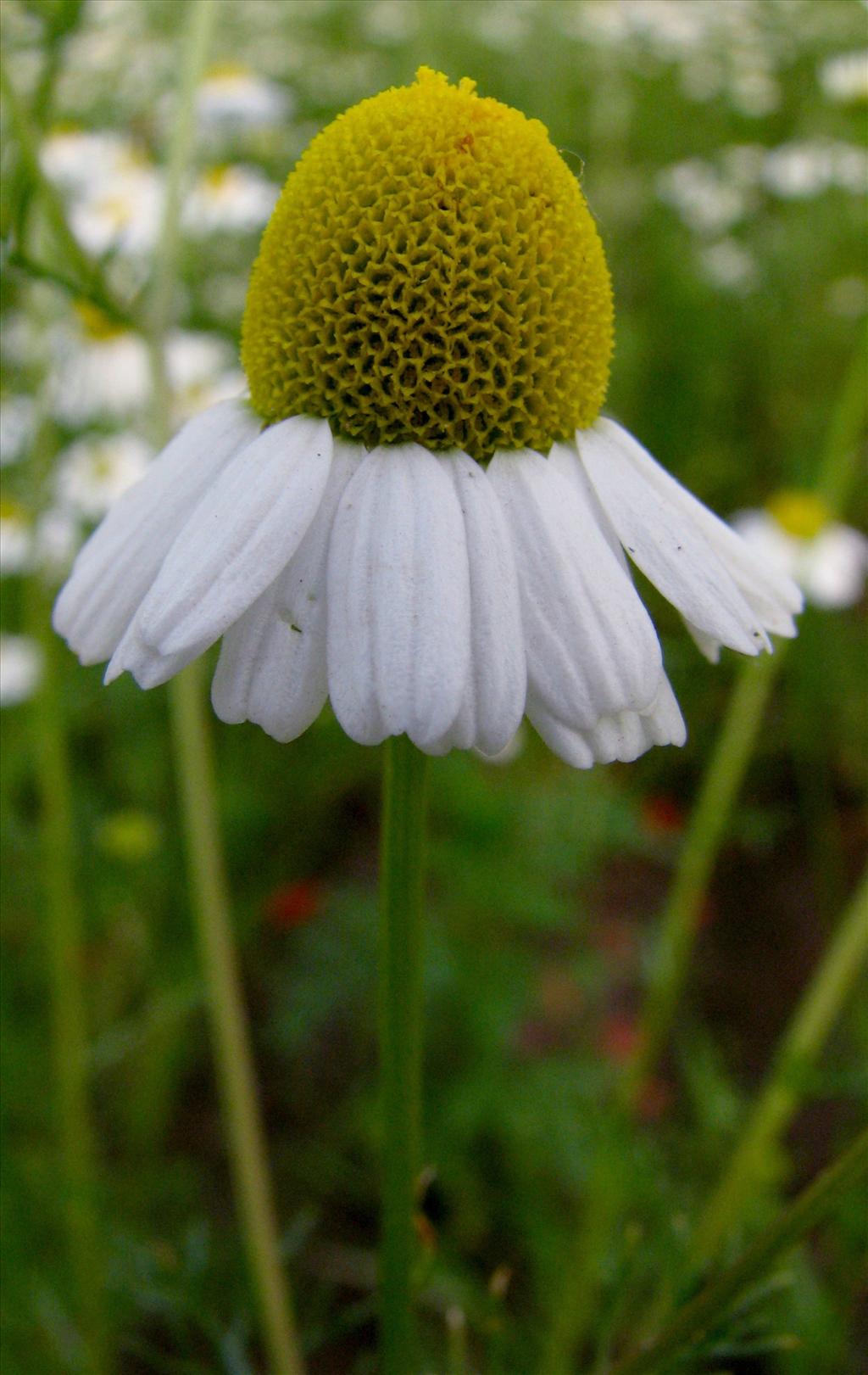 Matricaria chamomilla (door Bert Verbruggen)