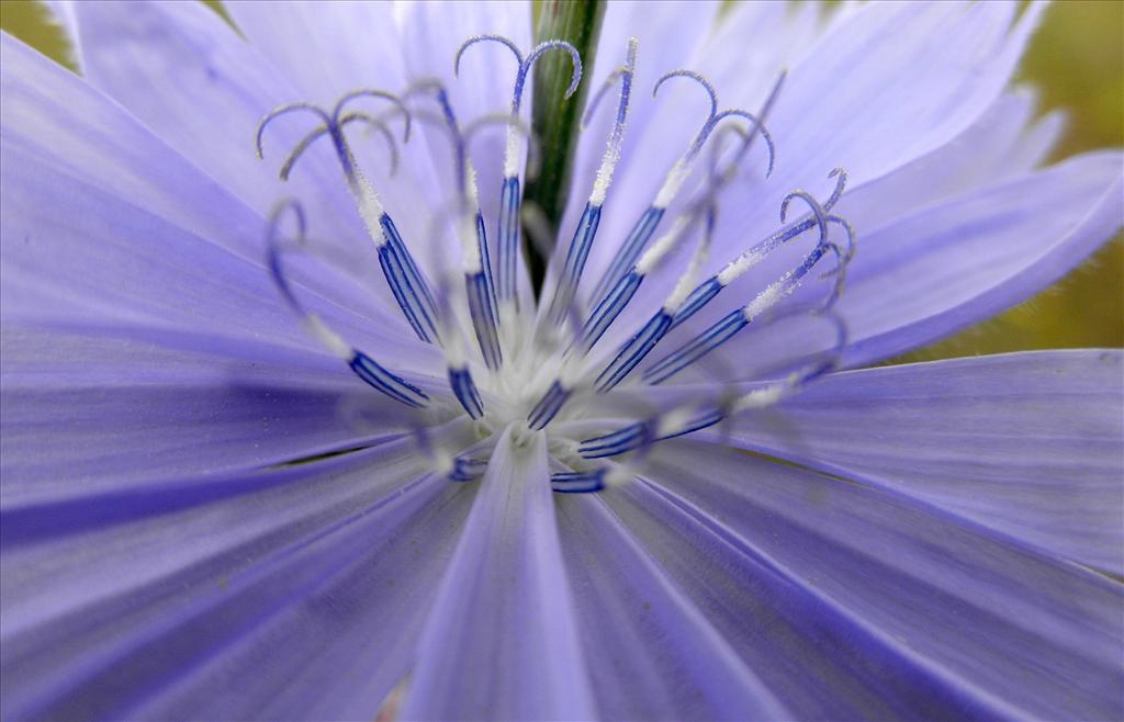 Cichorium intybus (door Bert Verbruggen)