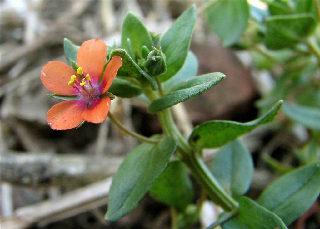 Anagallis arvensis subsp. arvensis (door Bert Verbruggen)