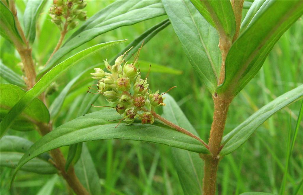 Lysimachia thyrsiflora (door Bert Verbruggen)