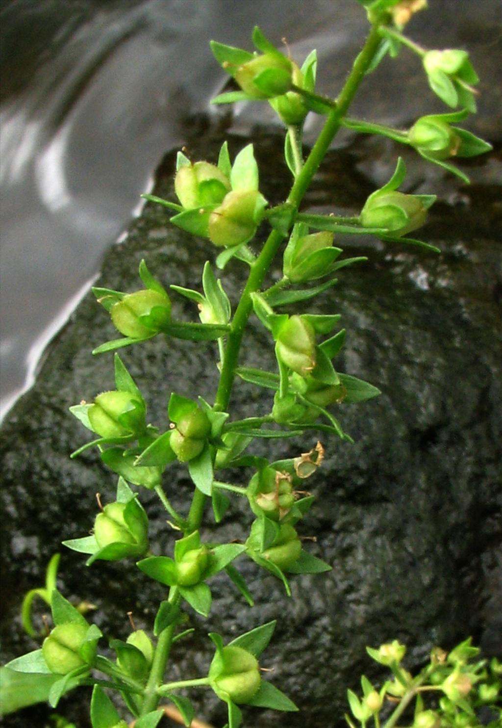 Veronica catenata (door Bert Verbruggen)