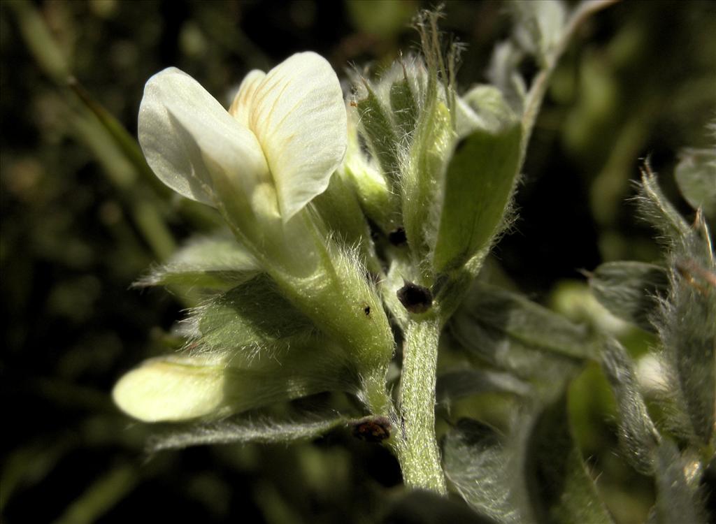 Vicia lutea (door Bert Verbruggen)