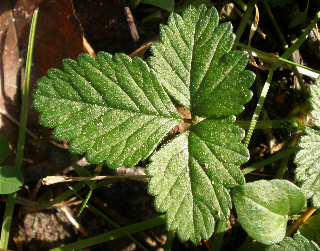 Potentilla indica (door Bert Verbruggen)