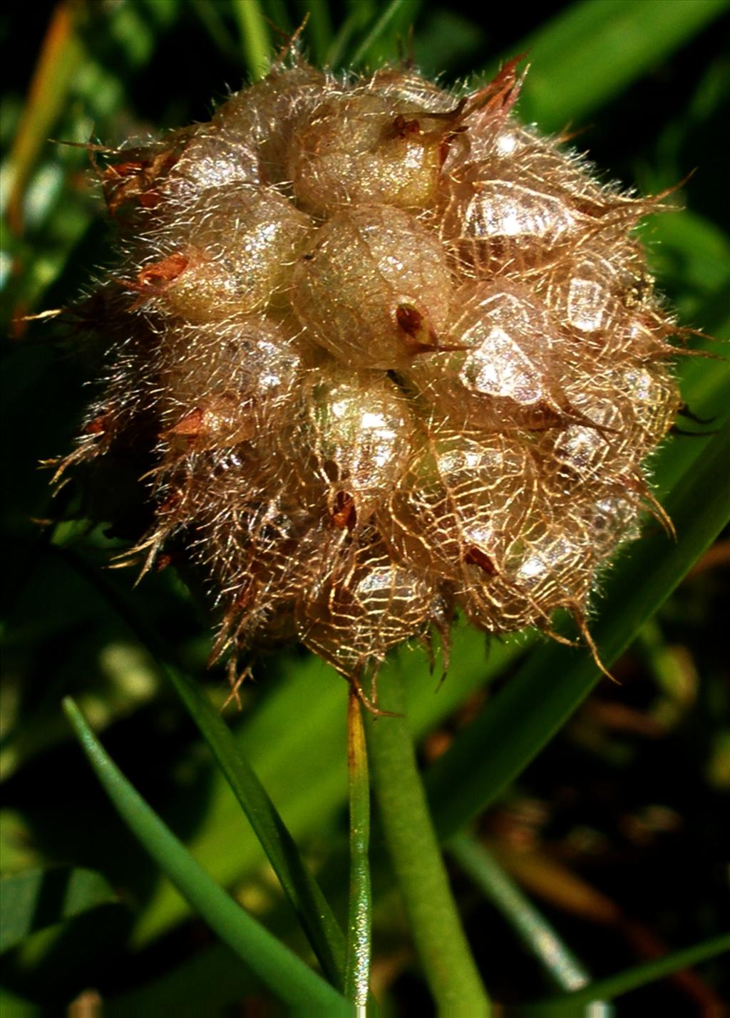 Trifolium fragiferum (door Bert Verbruggen)