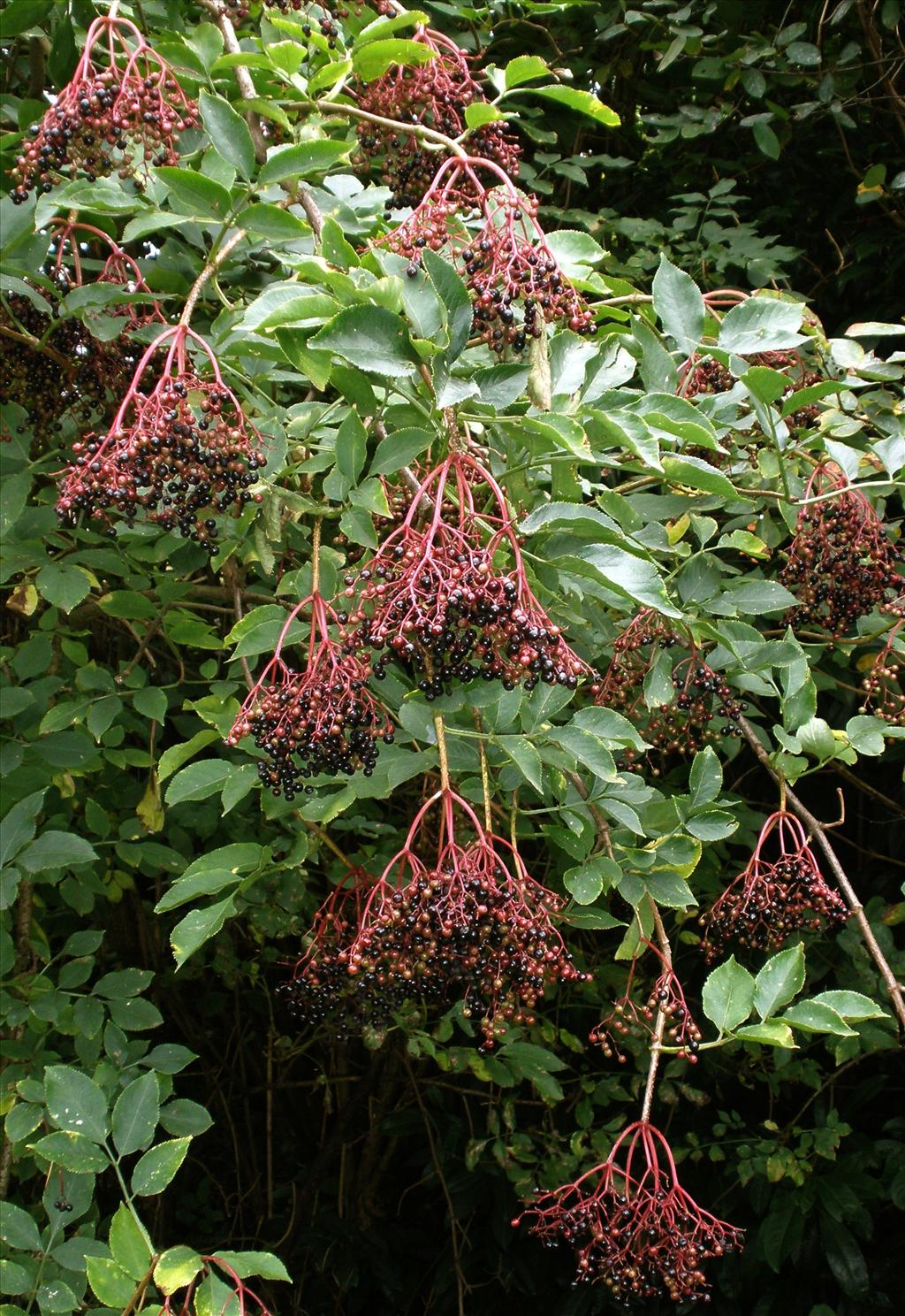 Sambucus nigra (door Bert Verbruggen)