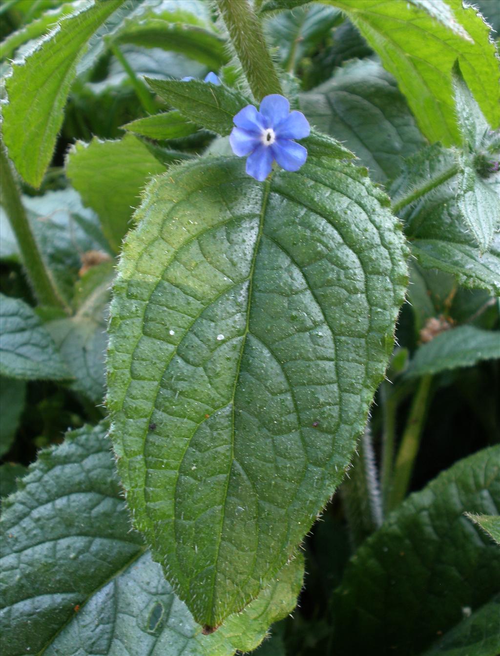 Pentaglottis sempervirens (door Bert Verbruggen)