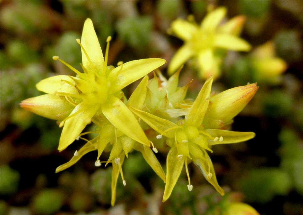 Sedum acre (door Bert Verbruggen)