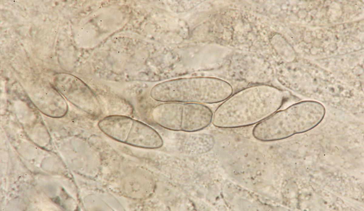 Bionectria ralfsii (door Björn Wergen)