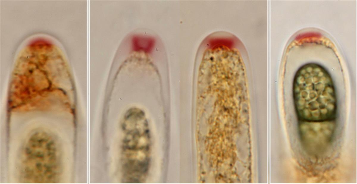 Amphisphaeria bufonia (door Björn Wergen)