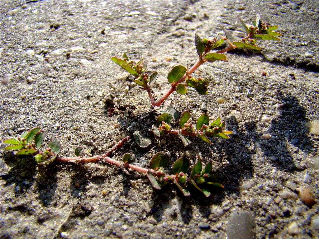 Euphorbia prostrata (door Joop Verburg)