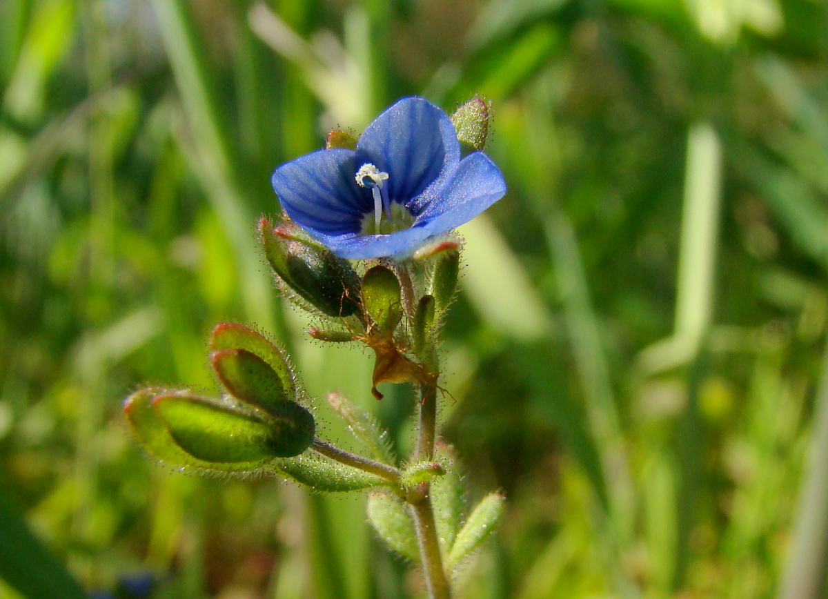 Veronica triphyllos (door Joop Verburg)