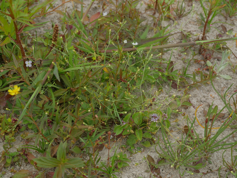 Exaculum pusillum (door Ton Hermans)