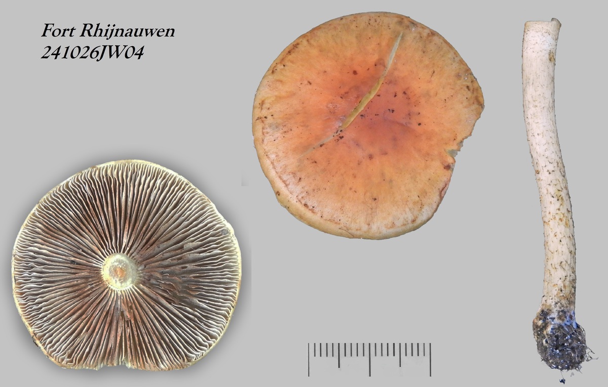 Pholiota chocenensis (door Jaap Wisman)