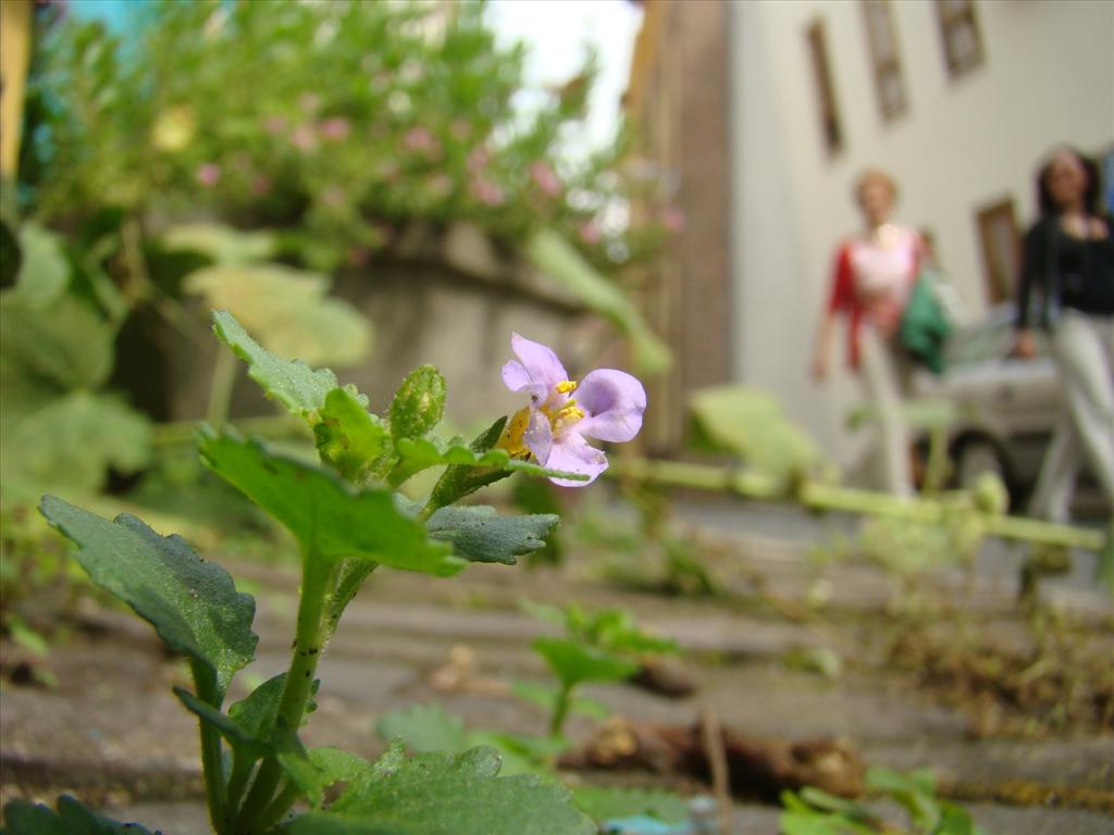 Sutera cordata (door Joop Verburg)