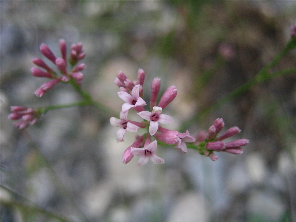 Asperula cynanchica (door Marian Baars)