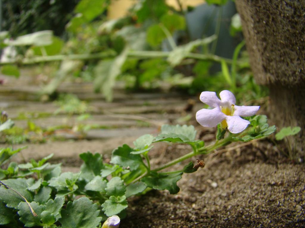 Sutera cordata (door Joop Verburg)