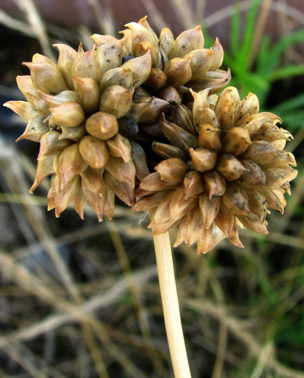 Allium vineale (door Bert Verbruggen)