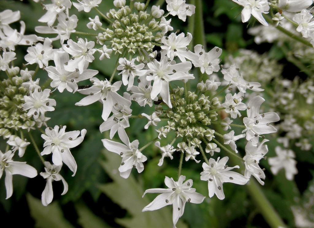 Heracleum mantegazzianum (door Bert Verbruggen)