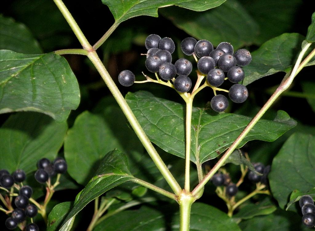 Cornus sanguinea (door Bert Verbruggen)