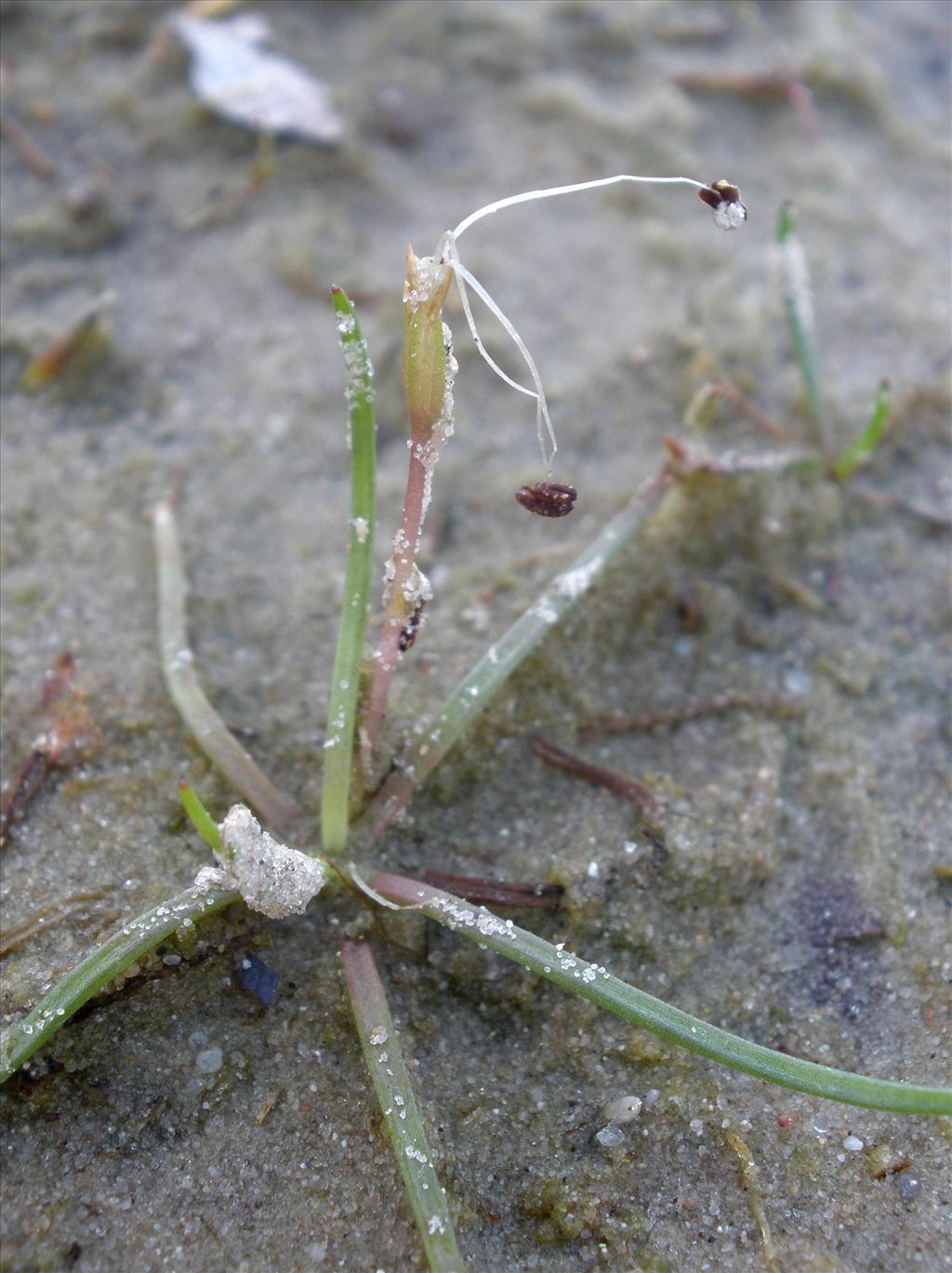 Littorella uniflora (door Bert Verbruggen)