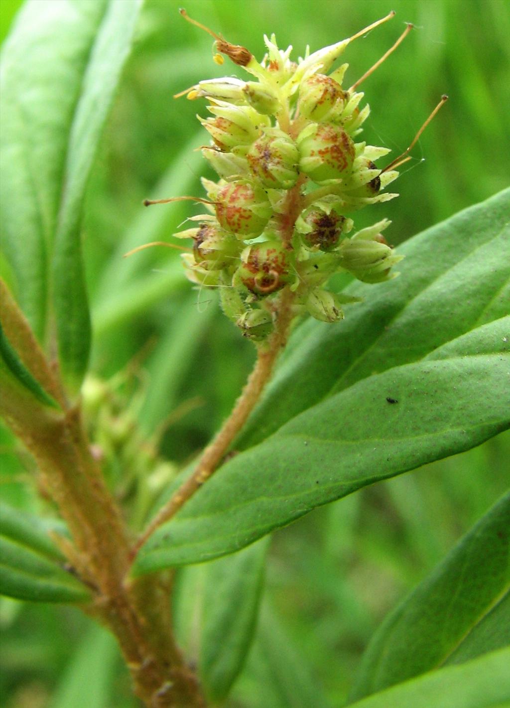 Lysimachia thyrsiflora (door Bert Verbruggen)