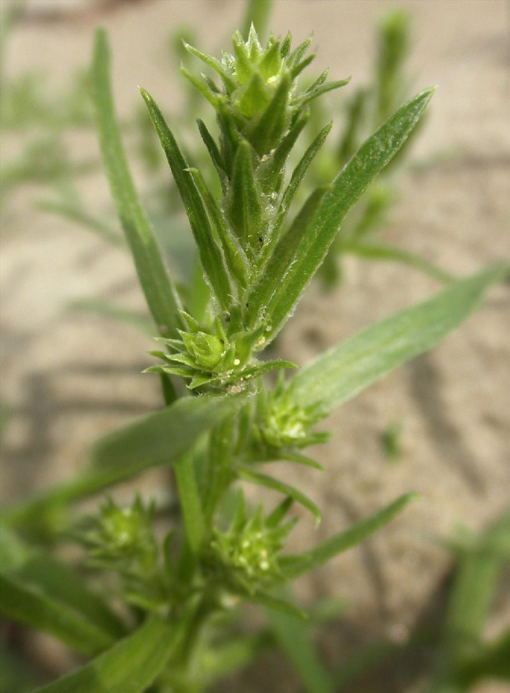 Corispermum pallasii (door Bert Verbruggen)