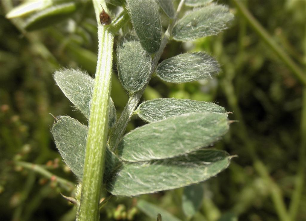 Vicia lutea (door Bert Verbruggen)